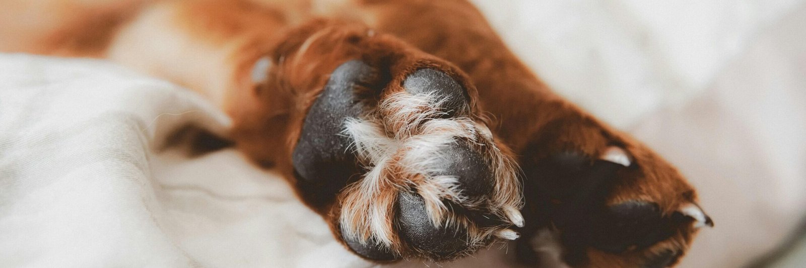 pexels photo 25078644 25078644