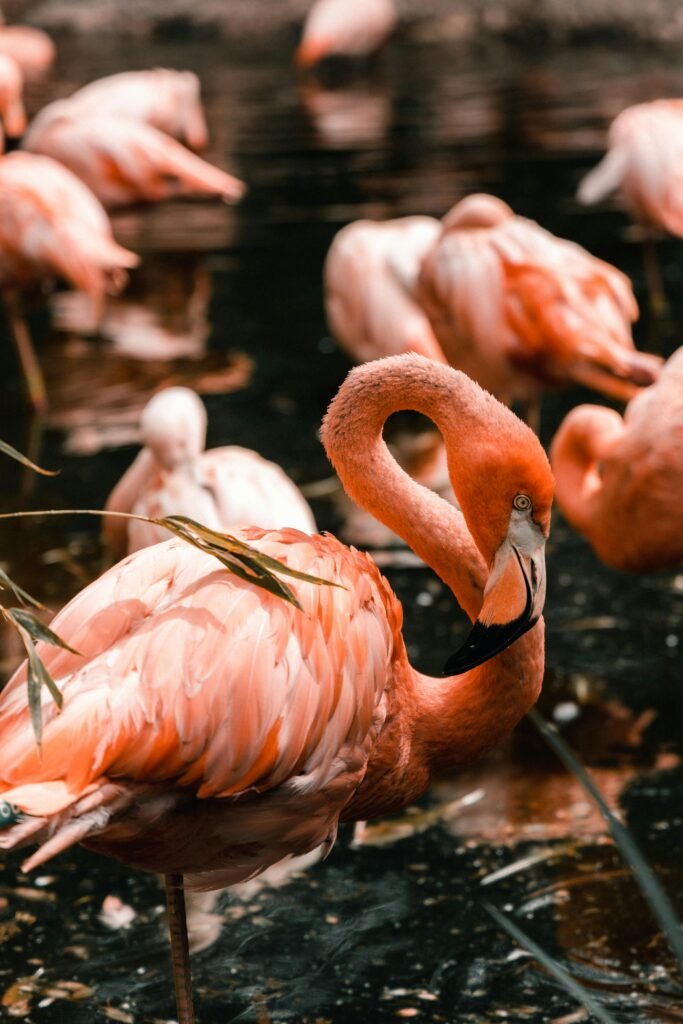 A vivid display of American flamingos wading in water, captured in Puebla, México.